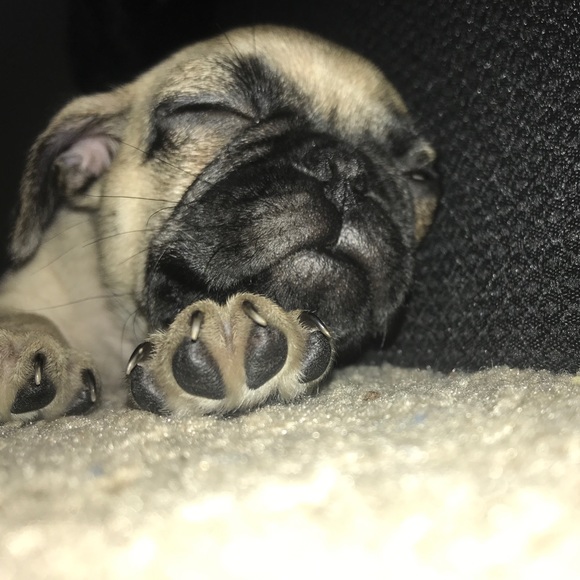 Meet your Posher, Angel - Picture 1 of 1